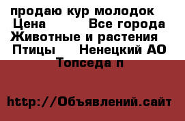 продаю кур молодок. › Цена ­ 320 - Все города Животные и растения » Птицы   . Ненецкий АО,Топседа п.